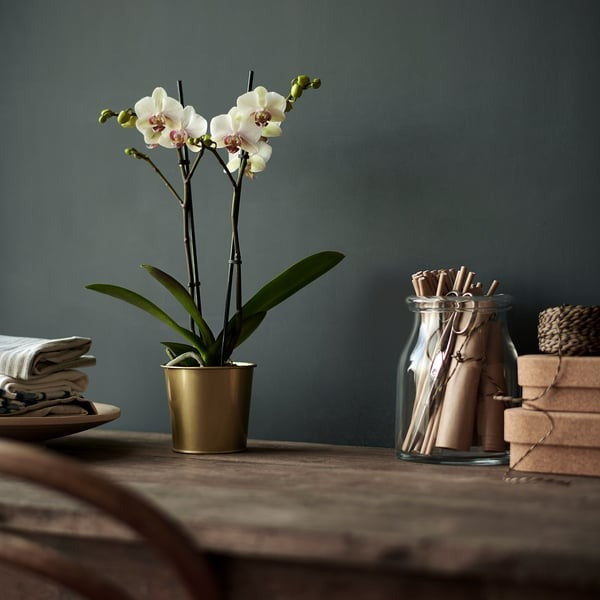 IKEA Plant Pot Brass Colour Size 9 cm DAIDAI.