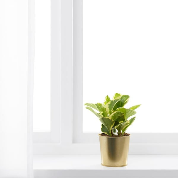 IKEA Plant Pot Brass Colour Size 9 cm DAIDAI.
